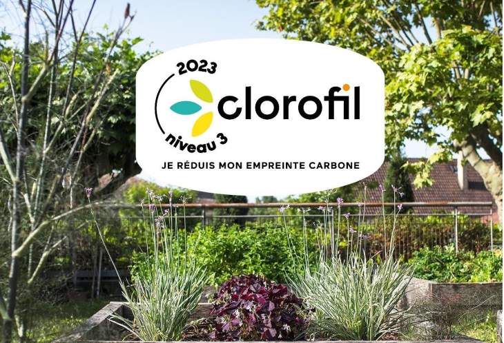 clorofil