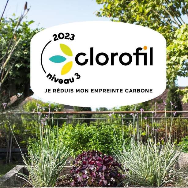 clorofil